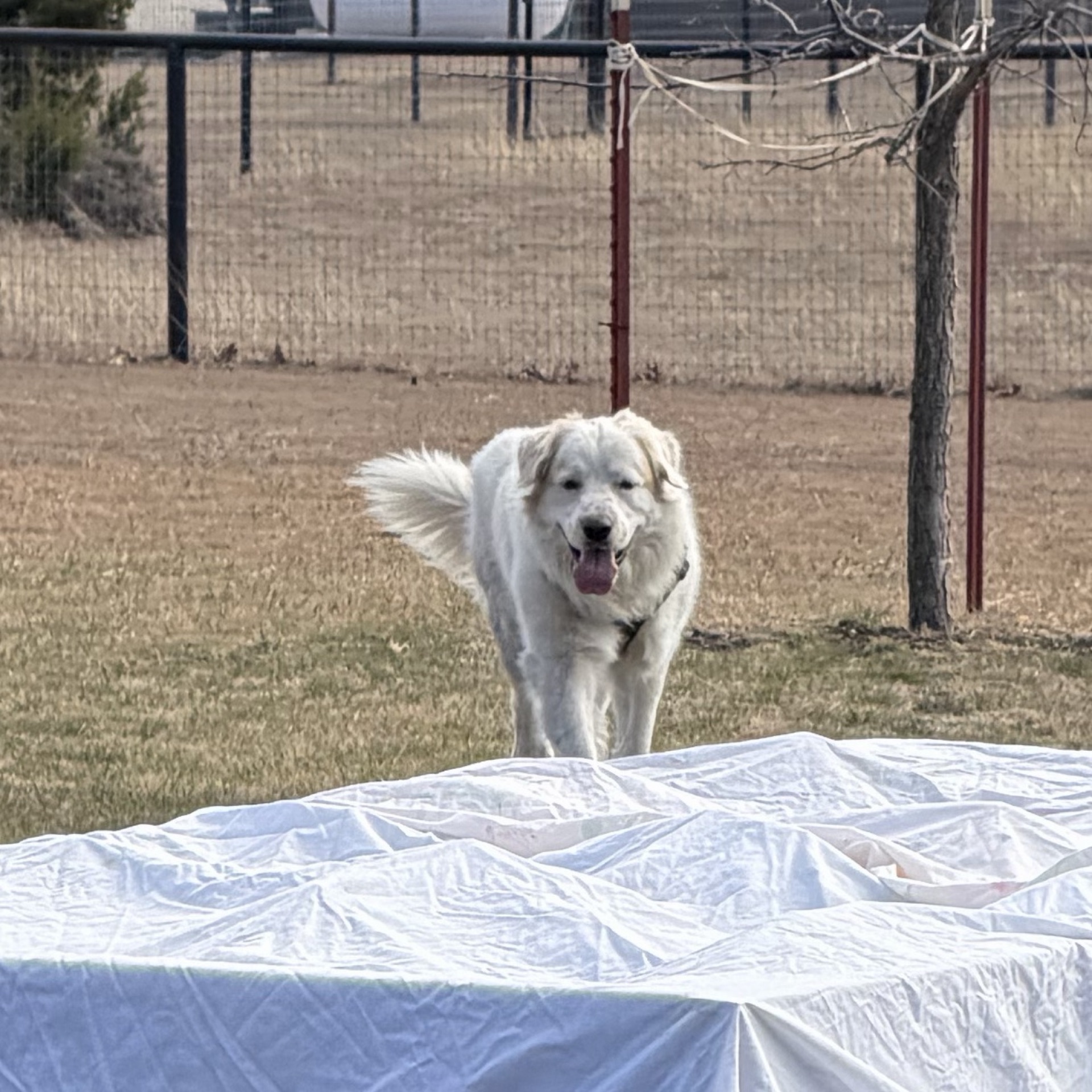 Skip’s Great Escape: The Backyard Mystery